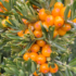 seabuckthorn_blog